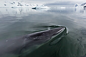 A curious Antarctic minke whale (Balaenoptera bonaerensis), approaches the Zodiac in Neko Harbor, Antarctica, Polar Regions