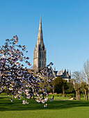 Salisbury Cathedral with blossoming tree in the foreground, Salisbury, Wiltshire, England