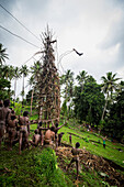 The Pentecost land diving tower with a diver mid-air, Pentecost Island, Vanuatu