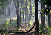 CHITAL DEER IN BANDHAVGARH PARK MADHYA PRADESH INDIA