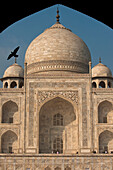 Silhouette of pigeon flying into doorway in front of Taj Mahal, Agra, India