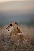 Lioness at dusk, Ol Pejeta Conservancy, Kenya