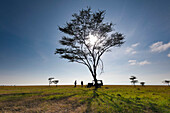 Client and guide having breakfast beneath large acacia tree on grassland, Ol Pejeta Conservancy, Kenya