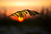 'Sea oats at sunset, Siesta Key Beach; Sarasota, Florida, United States of America'