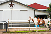 'Saddled horse in front of barn, near Hurlock; Maryland, United States of America'
