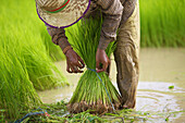 'Transplanting rice; Battambang, Cambodia'