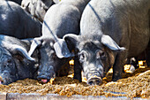 Pigs at the Bolu livestock market, Rantepao, Toraja Land, South Sulawesi, Indonesia