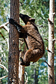 'Black bear cub (ursus americanus) up in a tree; Arizona, United States of America'