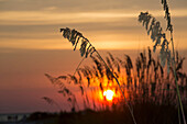 'Sea oats at sunset, Siesta Key Beach; Sarasota, Florida, United States of America'