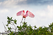 'Roseate Spoonbill (Platalea ajaja) in flight off a mangrove shrub with clouds and blue sky; Tulum, Quintana Roo, Mexico'