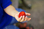 'Child holding a ripe, red strawberry; Ontario, Canada'