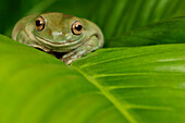 'Natural Moments Photography; White's Tree Frog'