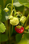 Strawberries, Monteregie, Quebec