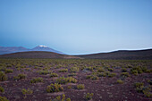 Ollague Volcano At Dawn In Antofagasta Region, Chile