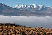 Vicunas (Vicugna Vicugna) On The Altiplano With Aucanquilcha Volcano In The Background, Antofagasta Region, Chile