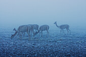 Vicunas (Vicugna Vicugna) By The El Tatio Geysers, Antofagasta Region, Chile