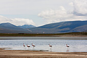 James's Flamingos (Phoenicopterus Jamesi) In Laguna Grande, Sama National Park, Tarija, Bolivia