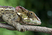 Chameleon (Furcifer Pardalis), Ranomafana National Park, Fianarantsoa Province, Madagascar