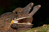 Lesser Chameleon (Furcifer Minor), Marozevo, Toamasina Province, Madagascar