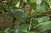 Parsons Chameleon (Calumma Parsonii), Marozevo, Toamasina Province, Madagascar
