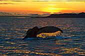 Scenic view of a Humpback whales tail as it dives down at sunrise in Prince William Sound.