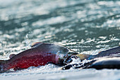 Silver Salmon struggles against the current, Valdez, Southcentral Alaska