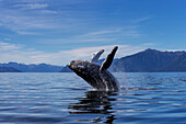 A young Humpback Whale leaps from the calm waters of the Stephens Passage near Tracy Arm, Southeast Alaska, USA.