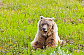 Grizzly Bear on green tundra, Denali National Park & Preserve, Interior Alaska, Summer.