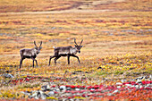Female Caribou crossing on the fall colored tundra, north of the Gates of Arctic National Park & Preserve along the Dalton Hwy, Arctic Alaska, Autumn.