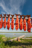 Subsistance caught King Salmon on a drying rack near the Kuskokwim River in the village of Akiak, Summer, Southwest Alaska, USA.