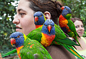 rainbow lorikeets at the biotropica animal reserve, val-de-reuil, eure (27), normandy, france