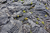 lava flowing in small lobes, called pahoehoe or cow's dung lava, piton de la fournaise (peak of the furnace) or 'the volcanoö, reunion island, france, dom-tom