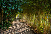 allee de bambous dans le jardin asiatique de la villa ephrussi de rothschild, saint-jean-cap-ferrat, (06), alpes-maritimes, paca, france