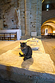 cat in the fortified cathedral of villeneuve les maguelone, rebuilt in the 12th and 13th century, villeneuve-les-maguelone, herault (34), camargue, france