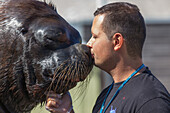 a trainer at the seaquarium, kisses a 500 pound sea lion with confidence, grau-du-roi, gard (30), france
