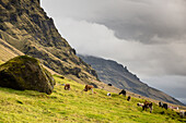 cows in the area around vik, southern iceland, europe