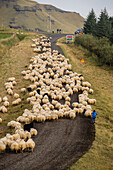 icelandic farmer during the round-up of sheep called the rettir, iceland, europe