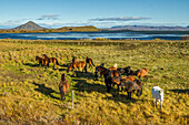 horses in skutustadir, a region of pseudo-craters situated to the south of myvatn lake, northern iceland in the area around the volcano krafla, iceland, europe