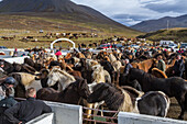 the big round-up of herds of icelandic horses, an icelandic tradition that consists of bringing back the horses which had been in mountain pasture in summer, skrapatungurett, northern iceland, europe