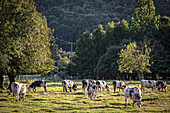 herd of normandy cows, brionne (27), france