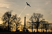 seagull in flight and the eiffel tower, place de la concorde entrance to the tuileries gardens, paris, ile-de-france (75), france