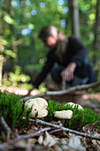 gathering edible mushrooms (sweet tooth, wood hedgehog, hedgehog mushroom) in the forest of conches-en-ouche, eure (27), france