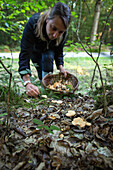 gathering edible mushrooms (sweet tooth, wood hedgehog, hedgehog mushroom) in the forest of conches-en-ouche, eure (27), france