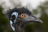 Head of Emu, Dromaius novaehollandiae, Brisbane, Australia
