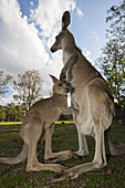 Eastern Grey Kangaroo, Macropus giganteus, Brisbane, Australia