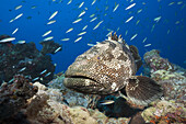 Malabar Grouper, Epinephelus malabaricus, Great Barrier Reef, Australia