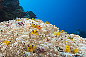 Bunte Spiralroehrenwuermer, Spirobranchus giganteus, Osprey Reef, Korallenmeer, Australien