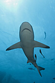Grey Reef Shark, Carcharhinus amblyrhynchos, Osprey Reef, Coral Sea, Australia