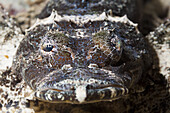 Beauforts Crocodilefish, Cymbacephalus beauforti, Marovo Lagoon, Solomon Islands