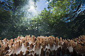 Leather Coral on Reef Top, Sinularia sp., Marovo Lagoon, Solomon Islands